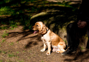 a beautiful dog, a spaniel breed, sits near the feet of its owner