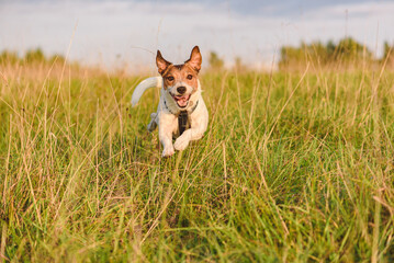 Excited playful purebred Jack Russel Terrier dog playing and running outdoors on sunny summer day
