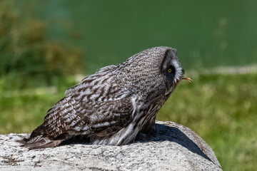 Great grey Owl, Strix nebulosa, beautiful owl with yellow eyes eating on a rock

