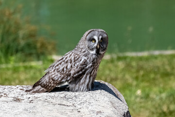 Great grey Owl, Strix nebulosa, beautiful owl with yellow eyes standing on a rock
