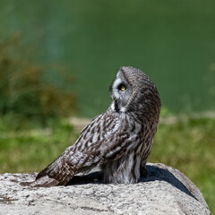 Great grey Owl, Strix nebulosa, beautiful owl with yellow eyes standing on a rock
