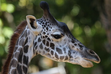 Obraz premium giraffe close up