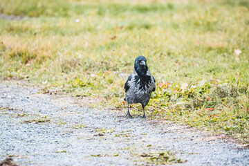 Obraz premium Raven in the grass