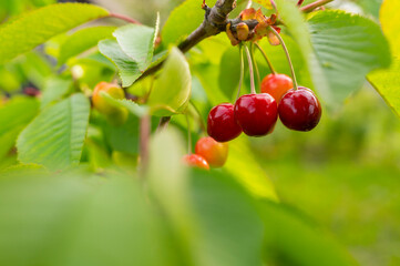 cherry on a tree branch