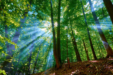 Sunbeams in the branches of the summer forest