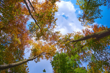 Crowns of trees in early autumn. Green and yellow leaves nearby in the forest