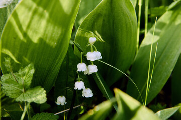Wild forest lily of the valley close up in natural habitat.