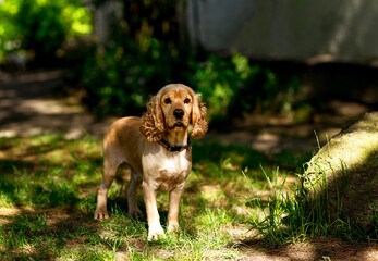 beautiful dog, spaniel breed,standing on the street, in the park, on a sunny day