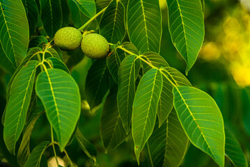 Green walnuts growing on a tree, close up, waiting to be harvested, Young walnuts on the tree at sunset. Tree of walnuts. Green leaves background.