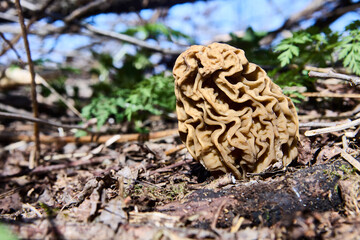 Toxic mushroom gyromitra grows in wild forest on spring morning.