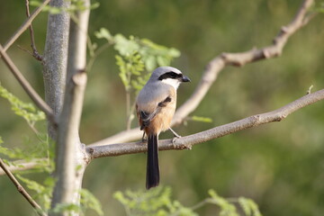 Obraz premium Beautiful bird long tailed shrike sitting on tree branch looking for food. Background for seasonal greetings or wall mounting.