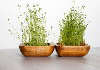 Lentils germs or lentils sprouts macro. Raw vegan healthy food. Microgreens. Seedlings