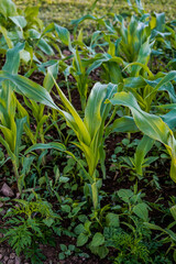 Young corn stalk growing in a field.