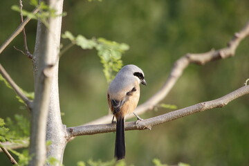 Beautiful bird long tailed shrike sitting on tree branch looking for food. Background for seasonal greetings or wall mounting.
