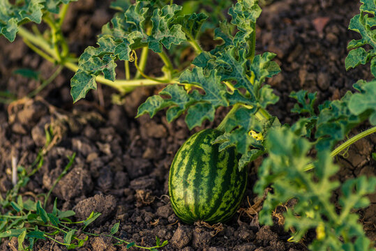 Young shoots of watermelons On the open field on the farm field. Growing organic vegetables on the farm.