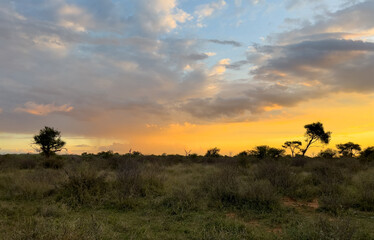 Obraz premium Yellow African sky in sunset