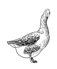 Goose sketch. Poultry farm, farming concept. Vector illustration in vintage style. Hand-drawn bird for packaging design, farm shop window dressing, eco food shop, postcards, tableware design.