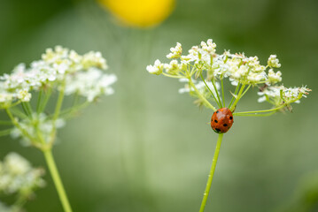 Coccinella septempunctata, the seven-spot ladybird 