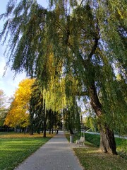 Fototapeta premium Autumn colorful leaves on the ground and on the trees. Slovakia