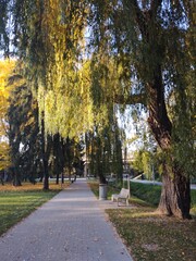 Autumn colorful leaves on the ground and on the trees. Slovakia
