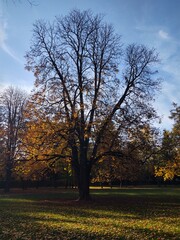Fototapeta premium Autumn colorful leaves on the ground and on the trees. Slovakia