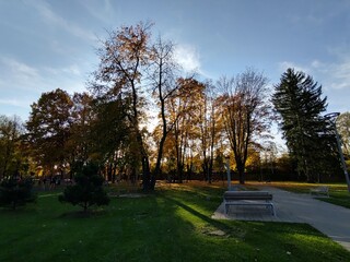 Fototapeta premium Autumn colorful leaves on the ground and on the trees. Slovakia