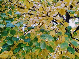 Autumn colorful leaves on the ground and on the trees. Slovakia