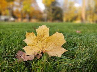 Autumn colorful leaves on the ground and on the trees. Slovakia	