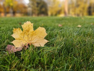 Autumn colorful leaves on the ground and on the trees. Slovakia	