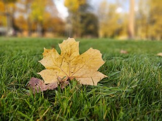 Autumn colorful leaves on the ground and on the trees. Slovakia	