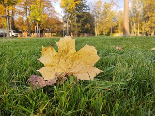 Autumn colorful leaves on the ground and on the trees. Slovakia	