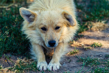 Happy dogs having fun, sits and looks around. group of happy dogs running outdoors in summer  in the countryside