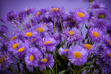 Purple wild flowers. Still life