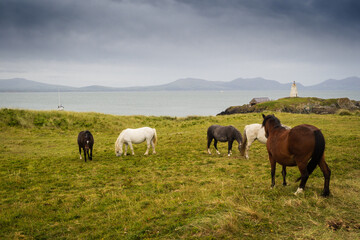 Fototapeta na wymiar Wild ponies at the Warren on the Isle of Anglesey