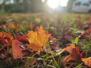 Autumn colorful leaves on the ground and on the trees. Slovakia	
