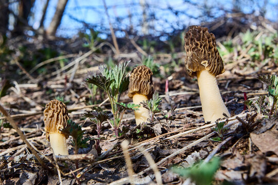 Morchella esculenta, known as morel, sponge mushroom, or honeycomb morel, was adopted as official mushroom of state of Minnesota.