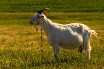 Domestic goats graze in the field in summer, with green grass in the background. Wildlife, animals on a meadow, Beautiful summer landscape sunset