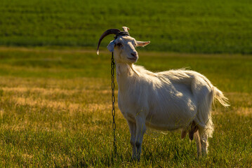 Obraz premium Domestic goats graze in the field in summer, with green grass in the background. Wildlife, animals on a meadow, Beautiful summer landscape sunset