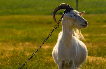 Domestic goats graze in the field in summer, with green grass in the background. Wildlife, animals on a meadow, Beautiful summer landscape sunset