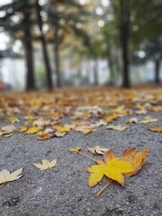 Autumn colorful leaves on the ground and on the trees. Slovakia	