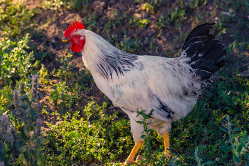 A white rooster stands on a background of green grass, White cock, poultry farm. Side view on black background. Close up. Profile portrait of an adult rooster. 