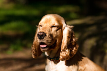 beautiful dog,spaniel breed,muzzle close-up with closed eyes from a dream