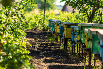 flying bees. Wooden beehive and bees. A beehive from a tree stands on an apiary. The houses of the bees are placed on the green grass in the contryside. Private enterprise for beekeeping. 