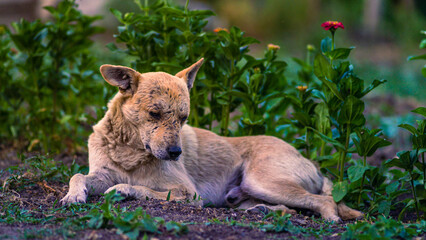 Happy dogs having fun, sits and looks around. group of happy dogs running outdoors in summer  in the countryside