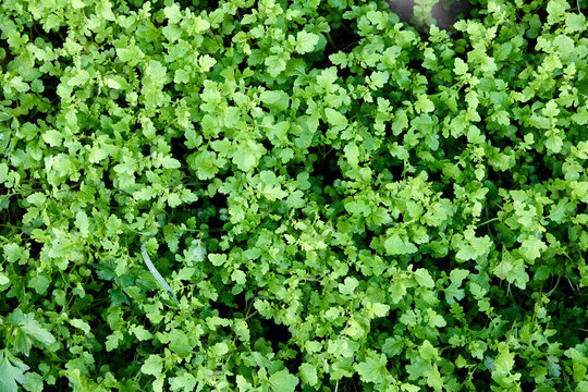 Texture of mustard plant with growing young shoots of siderat field.