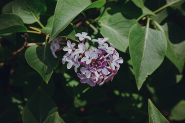 Close-up of purple flowers of common lilac.