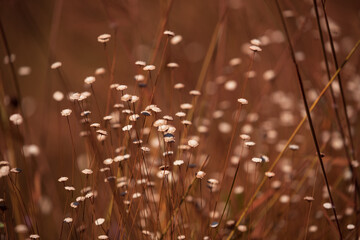 Flowering Savannah landscape on sunlight.