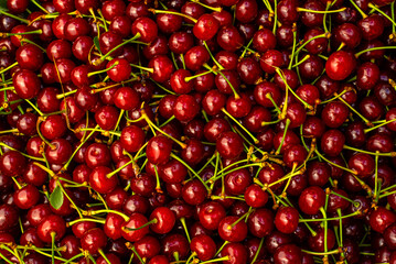Branch of ripe cherries on a tree in a garden, Ripe cherries hanging from a cherry tree branch. just before harvest in early summer, Ripe cherries background. pattern