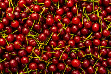 Branch of ripe cherries on a tree in a garden, Ripe cherries hanging from a cherry tree branch. just before harvest in early summer, Ripe cherries background. pattern