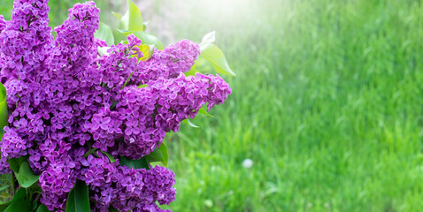 Lilac. Lilac flowers. Bouquet. Against the background of grass. Summer